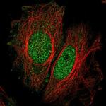 SPATA33 Antibody in Immunocytochemistry (ICC/IF)