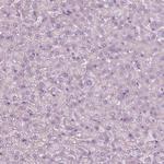 Septin-14 Antibody in Immunohistochemistry (Paraffin) (IHC (P))