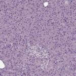 Septin-14 Polyclonal Antibody