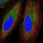 GGNBP2 Polyclonal Antibody