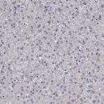 PCDHA4 Antibody in Immunohistochemistry (Paraffin) (IHC (P))