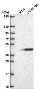 PAQR6 Antibody in Western Blot (WB)