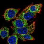 C22orf39 Polyclonal Antibody