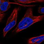 Nurim Polyclonal Antibody