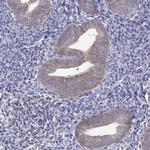 ADAM28 Antibody in Immunohistochemistry (Paraffin) (IHC (P))