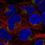 Astrotactin Polyclonal Antibody