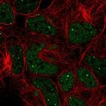 GON4L Polyclonal Antibody