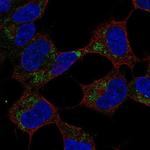 GVQW1 Antibody in Immunocytochemistry (ICC/IF)