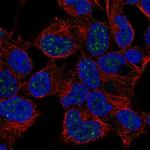 Nkx2.4 Antibody in Immunocytochemistry (ICC/IF)