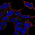 LYL1 Antibody in Immunocytochemistry (ICC/IF)
