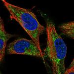 NDUFV1 Antibody in Immunocytochemistry (ICC/IF)