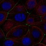 PGRP-L Polyclonal Antibody