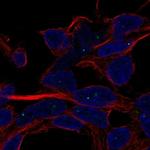 SERF1A Polyclonal Antibody