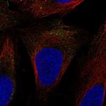 SLC9A7 Polyclonal Antibody