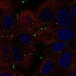 Claudin 9 Antibody in Immunocytochemistry (ICC/IF)