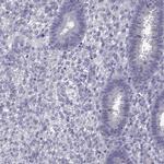 DUSP15 Antibody in Immunohistochemistry (IHC)