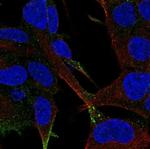 LRFN2 Antibody in Immunocytochemistry (ICC/IF)
