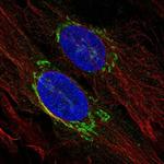 TMED3 Polyclonal Antibody