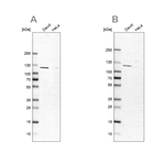 MAN1 Antibody in Western Blot (WB)
