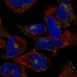 COG2 Polyclonal Antibody