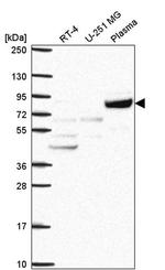 COG2 Antibody in Western Blot (WB)