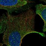 PLEKHH2 Polyclonal Antibody