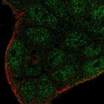 SMIM22 Polyclonal Antibody