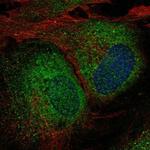 UBXN8 Polyclonal Antibody