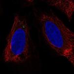 LUZP6 Polyclonal Antibody