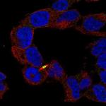 APC2 Antibody in Immunocytochemistry (ICC/IF)