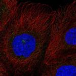 RASSF7 Polyclonal Antibody