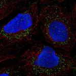 PRRG1 Polyclonal Antibody