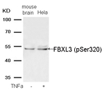 Phospho-FBXL3 (Ser320) Antibody in Western Blot (WB)