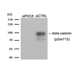 Phospho-beta Catenin (Ser715) Antibody in Western Blot (WB)