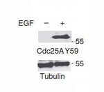 Phospho-Cdc25A (Tyr59) Antibody in Western Blot (WB)