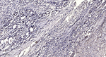 Phospho-LRP6 (Ser1490) Polyclonal Antibody