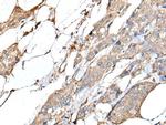 IL-20 Polyclonal Antibody