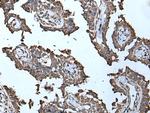 MCM10 Antibody in Immunohistochemistry (Paraffin) (IHC (P))