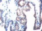 PRL1 Antibody in Immunohistochemistry (Paraffin) (IHC (P))