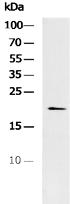 PRL1 Antibody in Western Blot (WB)