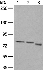 QSOX1 Antibody in Western Blot (WB)