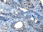 SAA4 Polyclonal Antibody