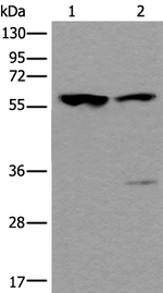 TRIM27 Antibody in Western Blot (WB)