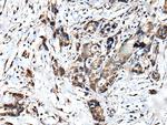 ATF6-beta Antibody in Immunohistochemistry (Paraffin) (IHC (P))