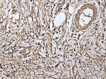 RUFY4 Antibody in Immunohistochemistry (Paraffin) (IHC (P))