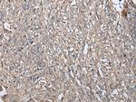 RUFY4 Antibody in Immunohistochemistry (Paraffin) (IHC (P))