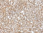 ZMAT2 Antibody in Immunohistochemistry (Paraffin) (IHC (P))