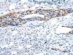 YPEL1 Antibody in Immunohistochemistry (Paraffin) (IHC (P))