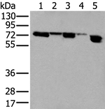 WHSC2 Antibody in Western Blot (WB)