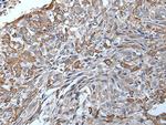 TRPC5 Antibody in Immunohistochemistry (Paraffin) (IHC (P))